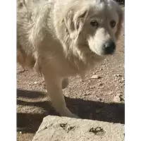 Foto dell\'animale COMUNE DI SERINO - 380260043226016