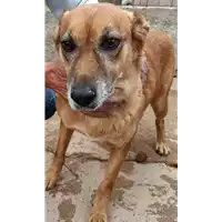 Foto dell\'animale COMUNE DI VOLTURARA IRPINA - 380260044045851