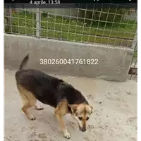 Foto dell\'animale COMUNE DI VENTICANO - 380260041761822