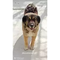 Foto dell\'animale COMUNE DI CALVI - 380260043365081