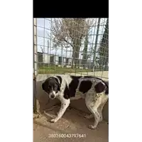Foto dell\'animale COMUNE DI NUSCO - 380260043797641