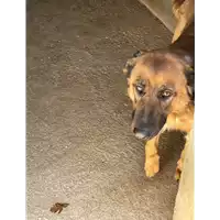 Foto dell\'animale COMUNE DI SERINO - 380260043803228