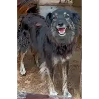 Foto dell\'animale COMUNE DI CARIFE - 380260043223910