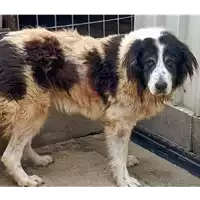 Foto dell\'animale COMUNE DI CHIUSANO DI SAN DOMENICO - 380260043810390