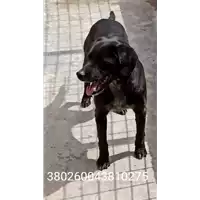 Foto dell\'animale COMUNE DI FONTANAROSA - 380260043810275