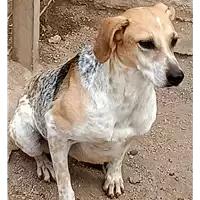 Foto dell\'animale COMUNE DI CARIFE - 380260042092828