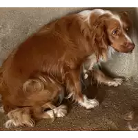Foto dell\'animale COMUNE DI ARIANO IRPINO - 380260043168114