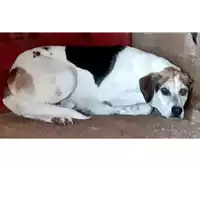 Foto dell\'animale COMUNE DI CARIFE - 380260042092322