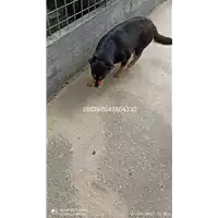 Foto dell\'animale COMUNE DI SERINO - 380260043804332