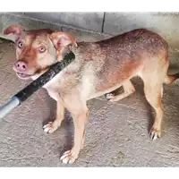 Foto dell\'animale COMUNE DI ARIANO IRPINO - 380260043136675